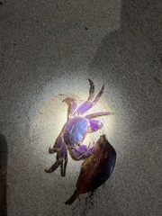 Geograpsus grayi