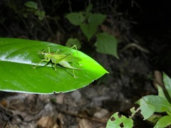 Hexacentrus unicolor