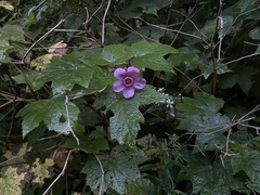Rubus odoratus