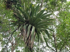 Vriesea gigantea