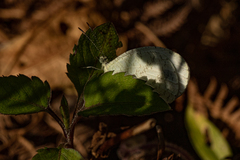 Leptosia alcesta inalcesta