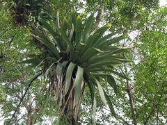 Vriesea gigantea