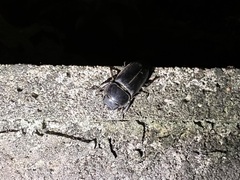 Serrognathus titanus sakishimanus