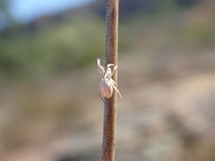 Uloborus walckenaerius