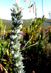 Aspalathus caledonensis