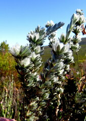 Aspalathus caledonensis