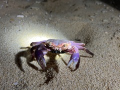 Geograpsus grayi