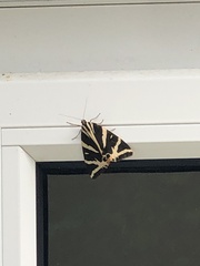 Euplagia quadripunctaria