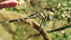 Orthetrum albistylum