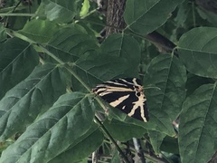 Euplagia quadripunctaria