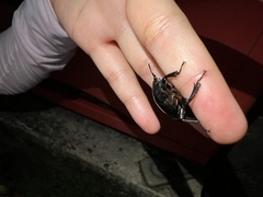 Serrognathus titanus sakishimanus