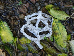 Ileodictyon cibarium