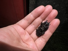 Serrognathus titanus sakishimanus