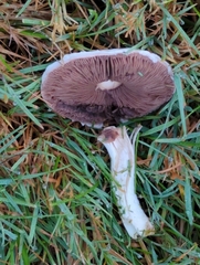 Agaricus