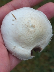 Agaricus