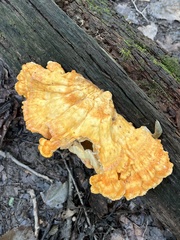 Laetiporus cincinnatus