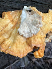 Laetiporus cincinnatus