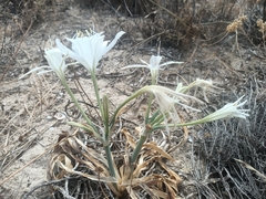 Pancratium maritimum
