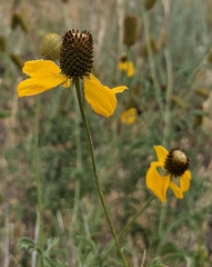 Ratibida columnifera