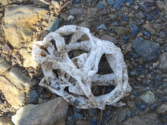 Ileodictyon cibarium