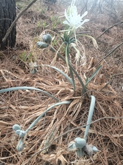 Pancratium maritimum