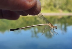 Platycnemis pennipes