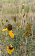 Ratibida columnifera