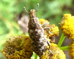 Cyphocleonus dealbatus