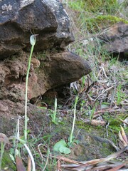 Pterostylis pedunculata