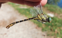Onychogomphus forcipatus
