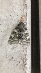 Catocala fraxini