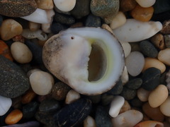 Nerita polita