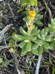 Senecio arniciflorus