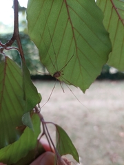 Dicranopalpus
