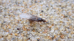 Lasius
