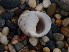 Nerita polita