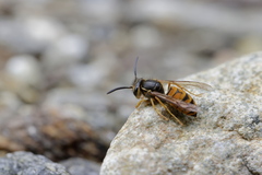 Vespula structor