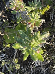 Senecio arniciflorus
