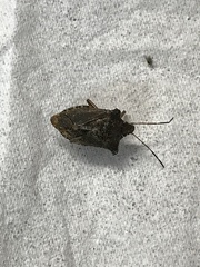 Pentatoma rufipes