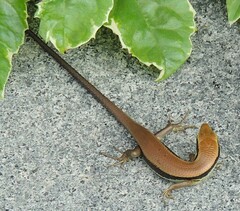 Eutropis longicaudata