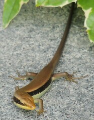 Eutropis longicaudata