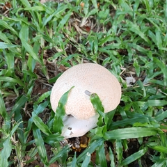 Calvatia