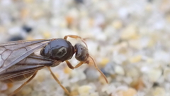 Lasius