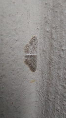Idaea seriata