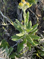 Senecio arniciflorus