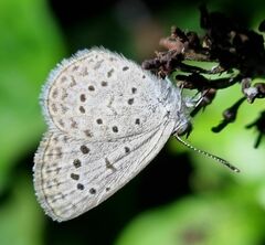 Zizeeria knysna knysna