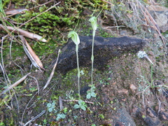 Pterostylis nana