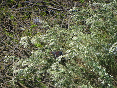 Hemiphaga novaeseelandiae novaeseelandiae