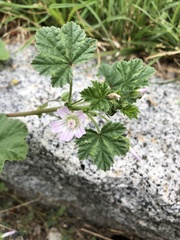 Malva neglecta
