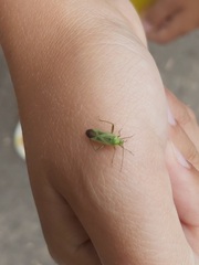 Adelphocoris lineolatus